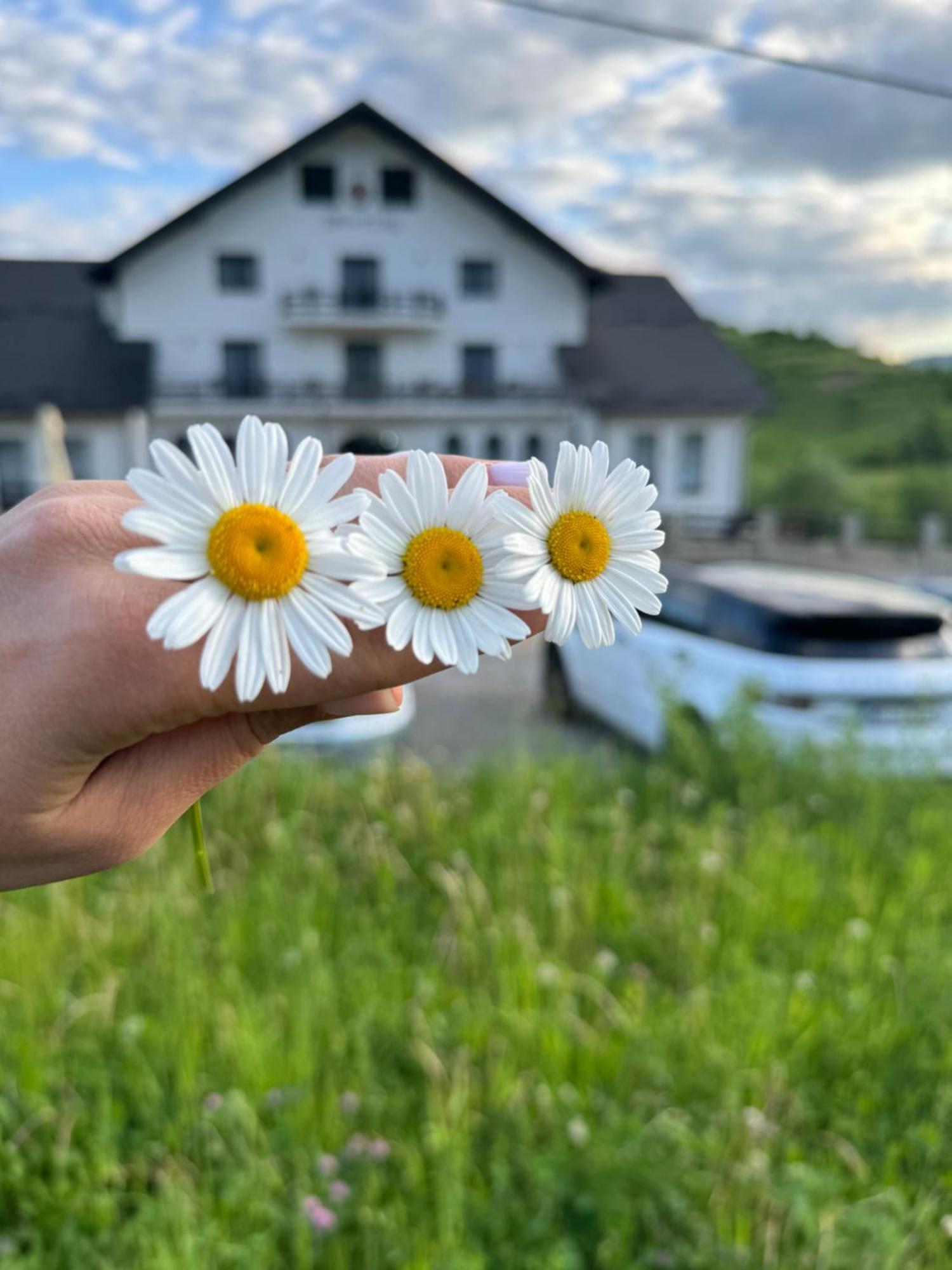 Hotel Evenimente Edelweiss Bogdan Vodă Esterno foto