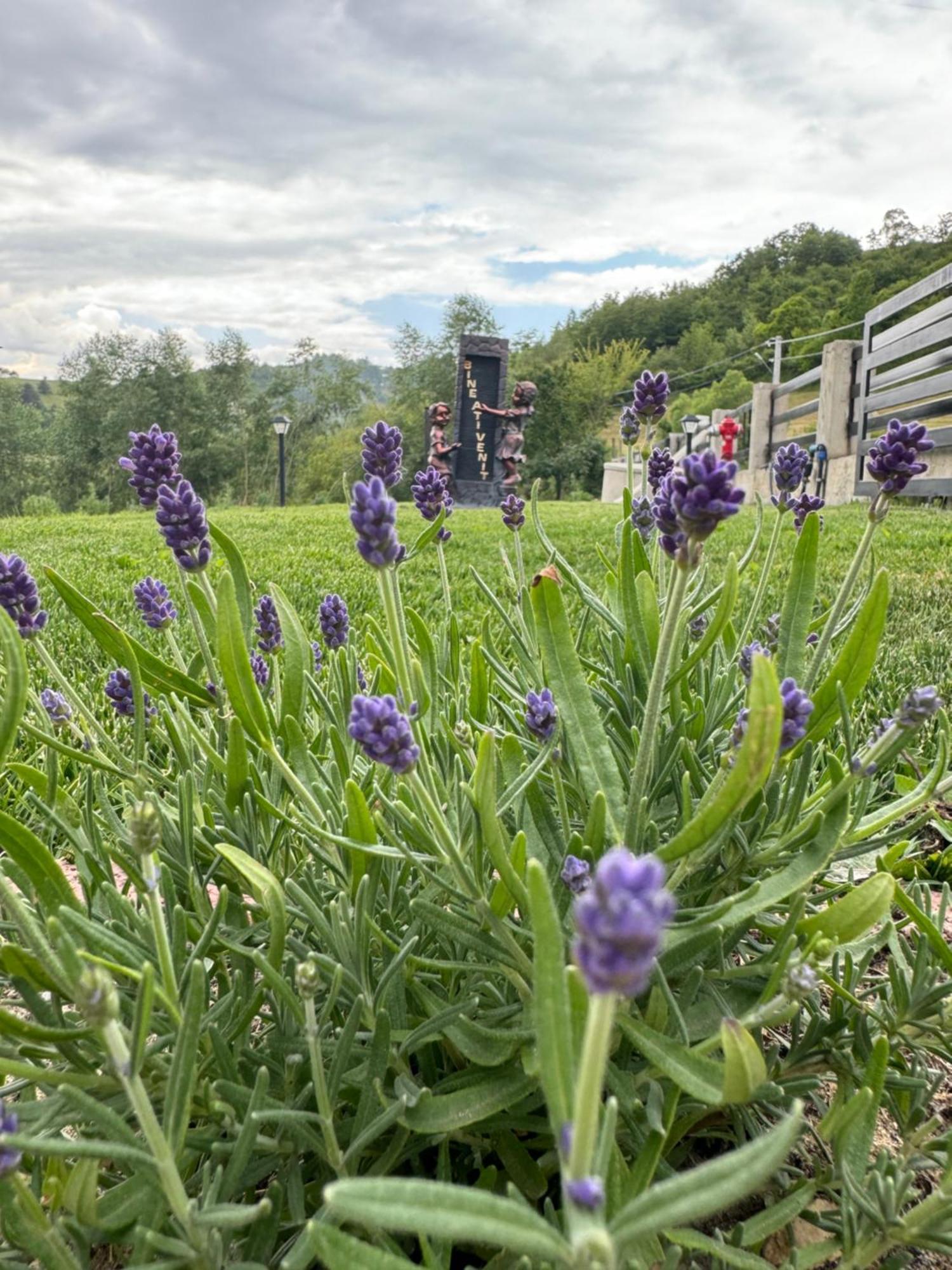 Hotel Evenimente Edelweiss Bogdan Vodă Esterno foto