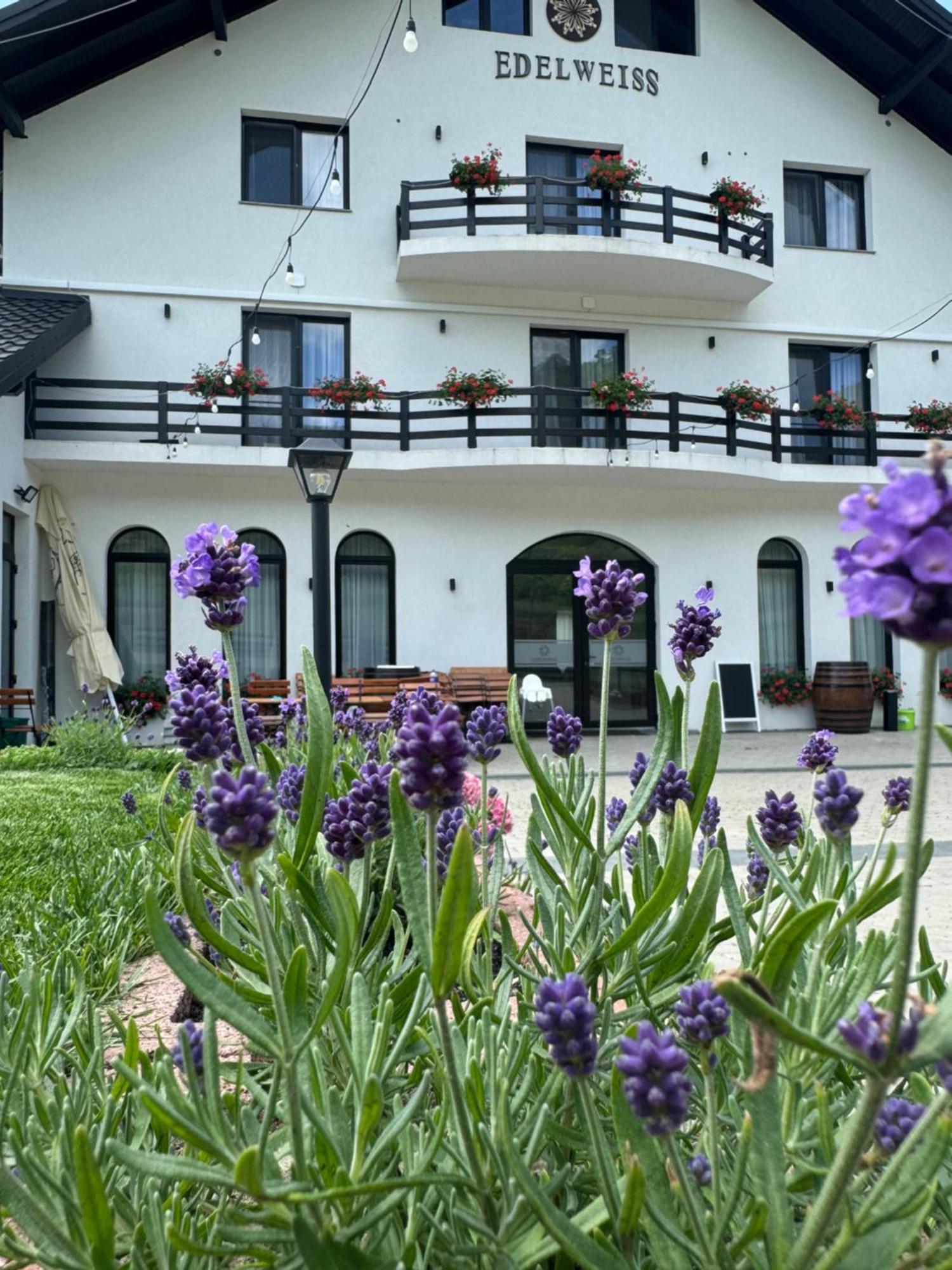Hotel Evenimente Edelweiss Bogdan Vodă Esterno foto