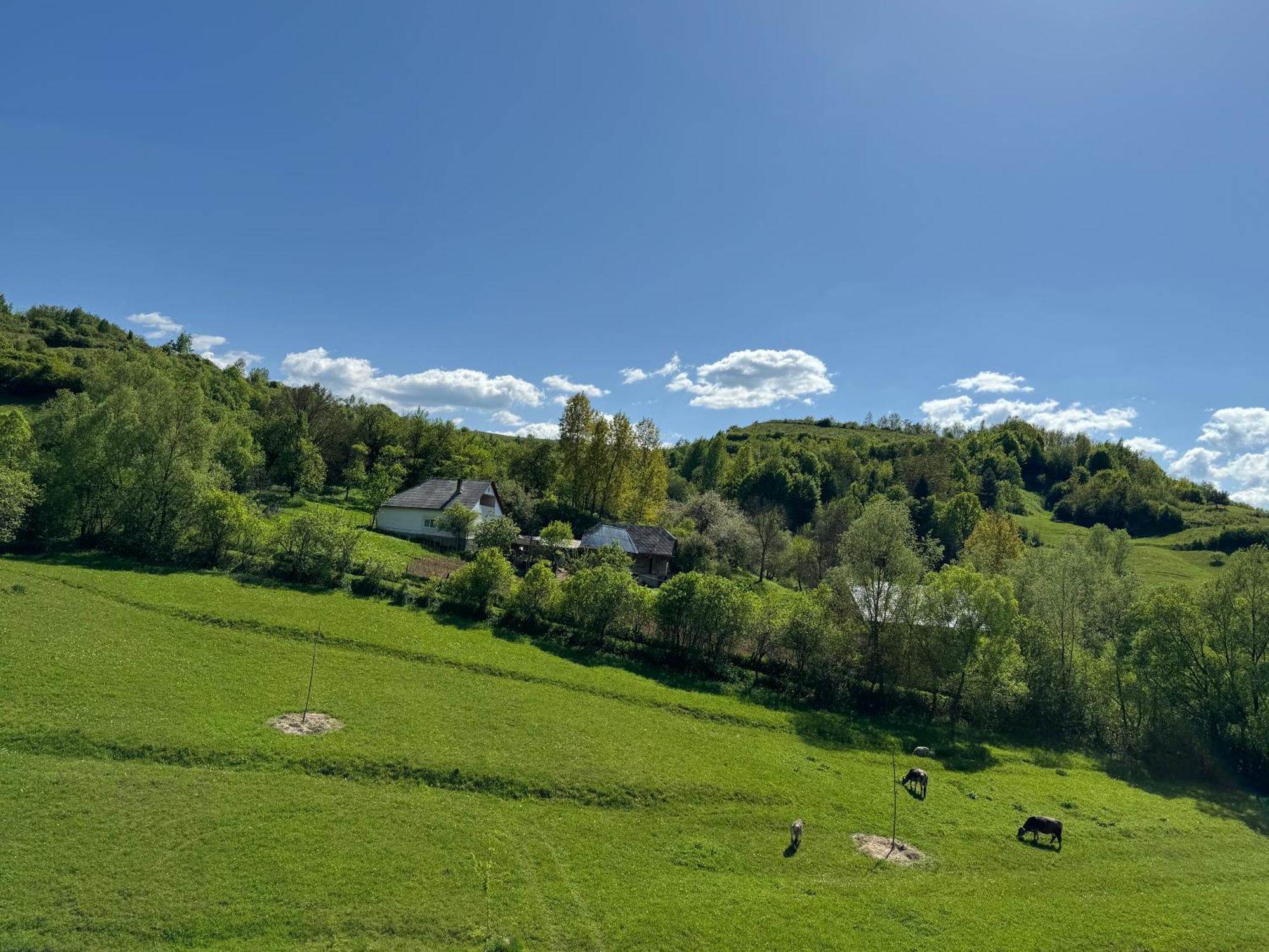 Hotel Evenimente Edelweiss Bogdan Vodă Esterno foto